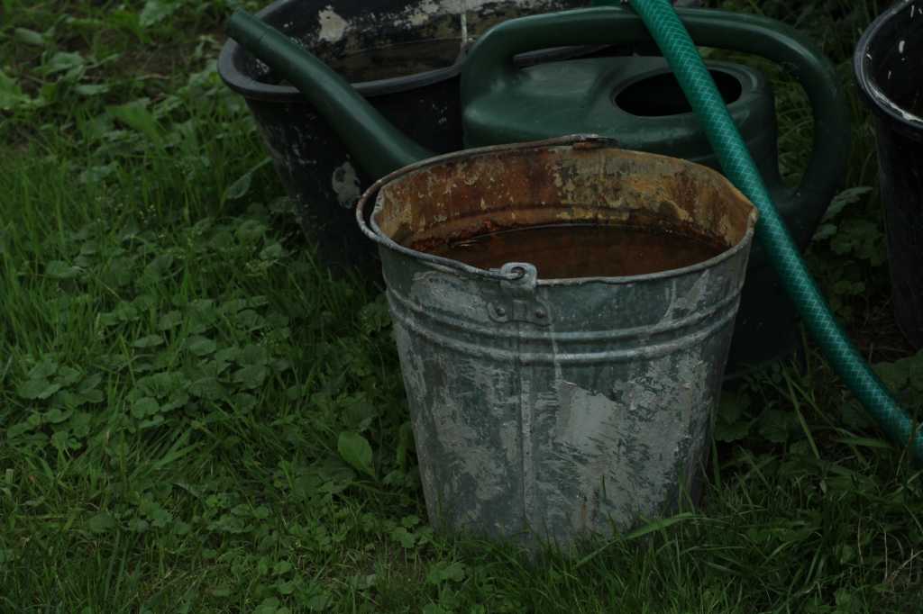 Old metal bucket with water in a garden. Garden bucket still life